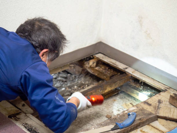 Best Attic Mold Removal  in Dadeville, AL