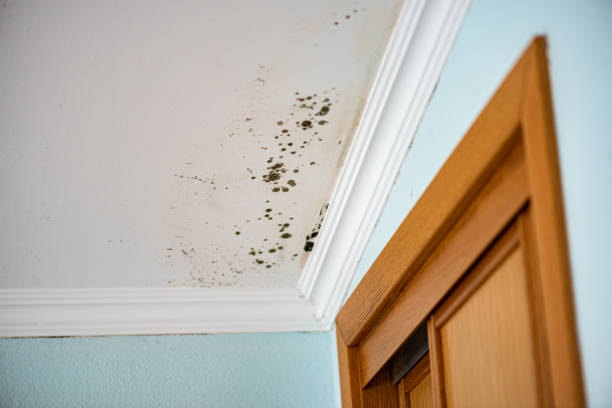 Best Black Mold Removal  in Dadeville, AL