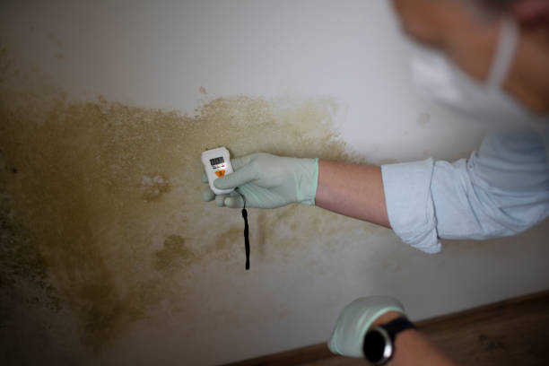 Best Same-Day Mold Removal  in Dadeville, AL