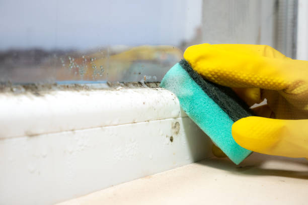 Best Mold Testing and Removal  in Dadeville, AL