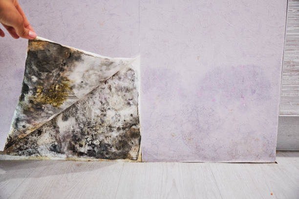 Best Mold Damage Repair  in Dadeville, AL
